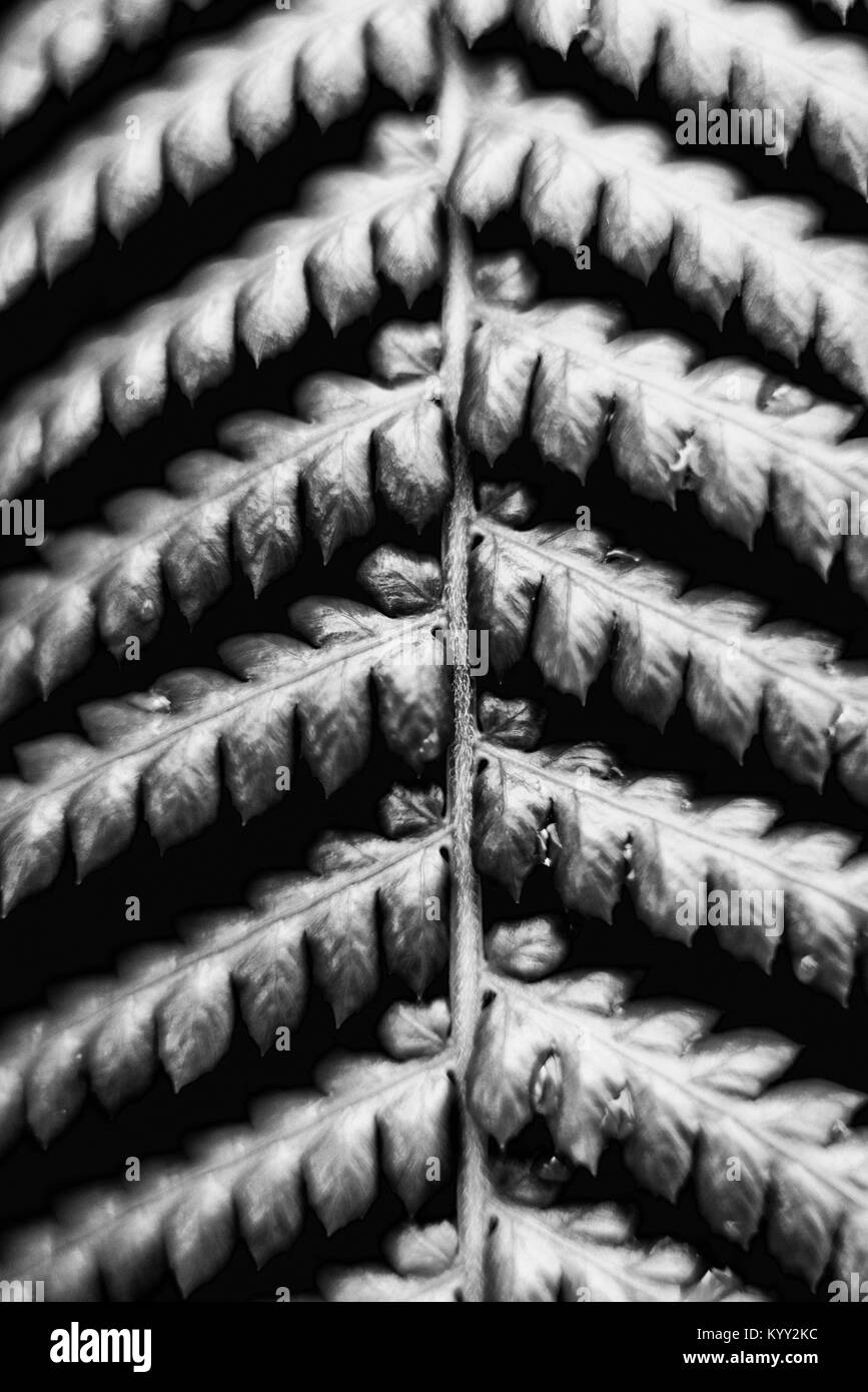 Vue aérienne des feuilles qui poussent sur la tige des plantes Banque D'Images