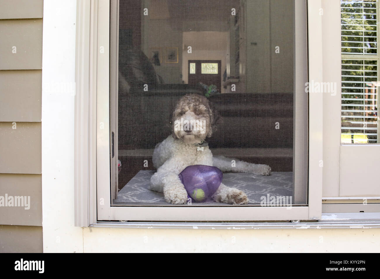 Portrait de chien assis avec ballon et balle à la maison vu par la porte Banque D'Images