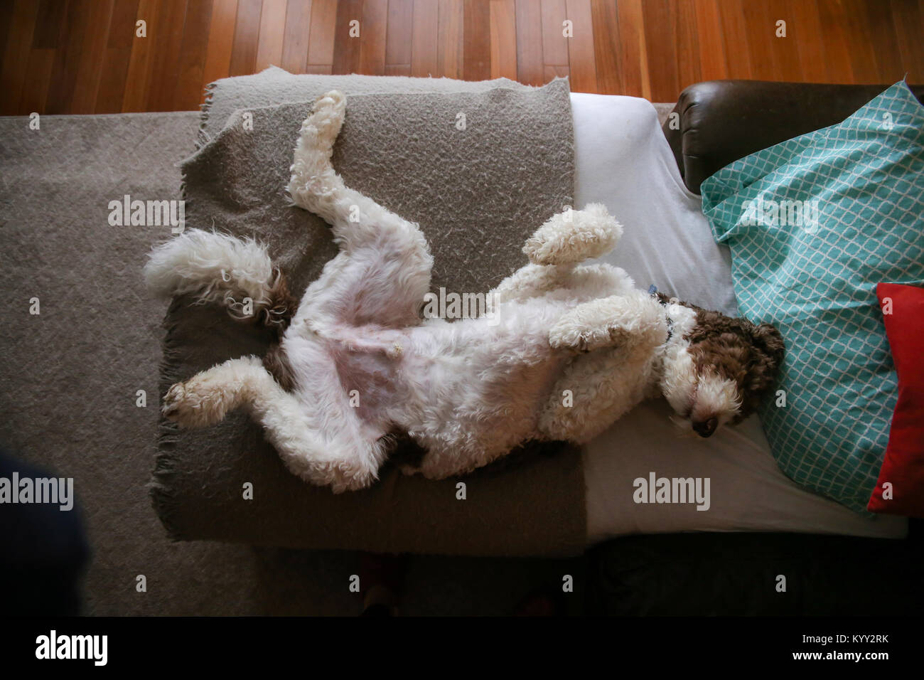 Portrait de chien dormir sur le lit chez lui Banque D'Images