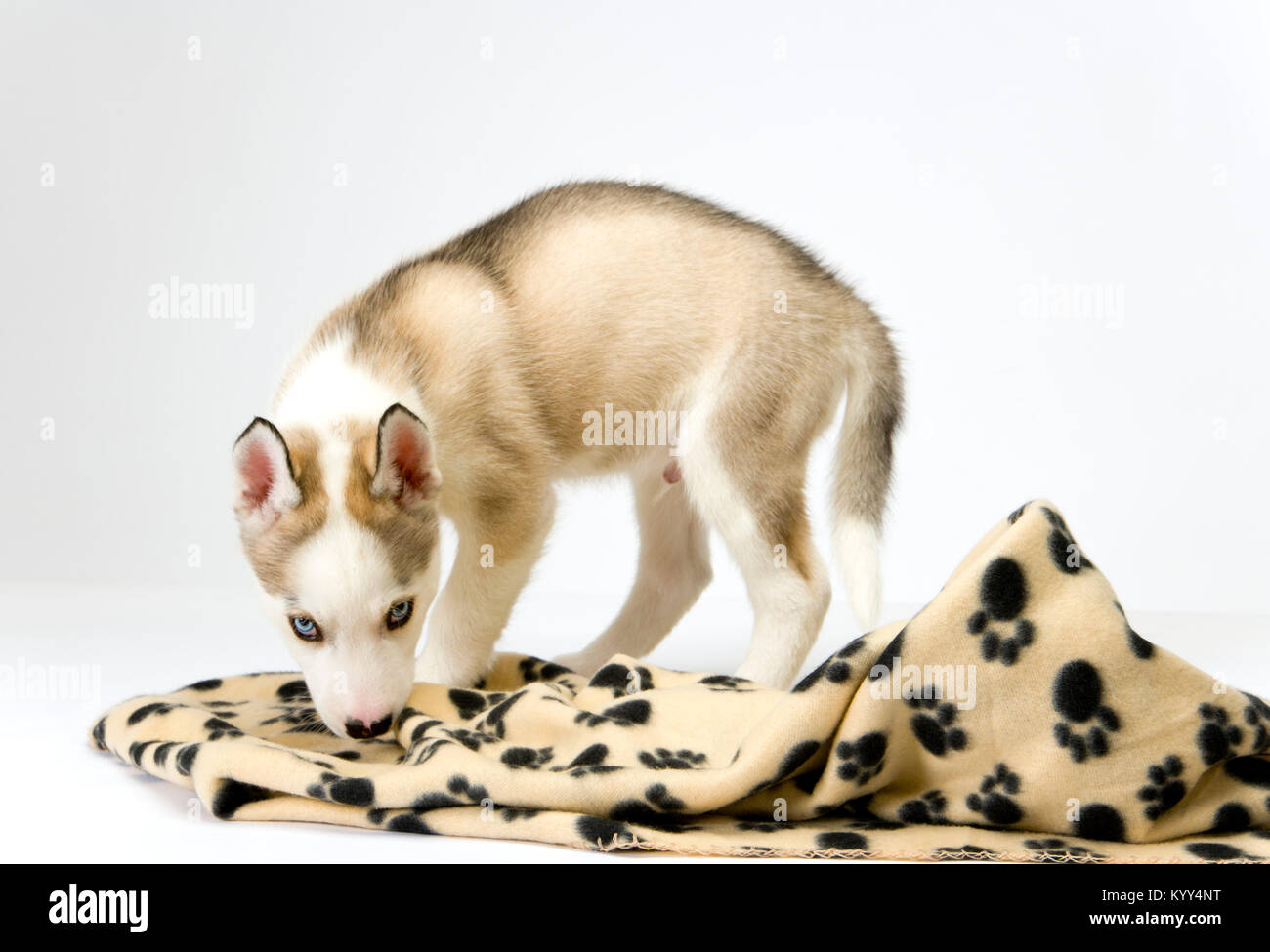 Un Très Jeune Chiot Husky Avec Des Yeux Bleus Perçants