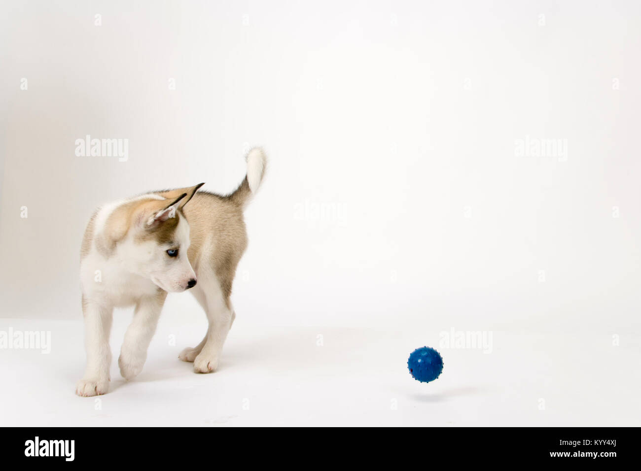 Fluffy jeune chiot Husky montres un ballon sauteur Banque D'Images