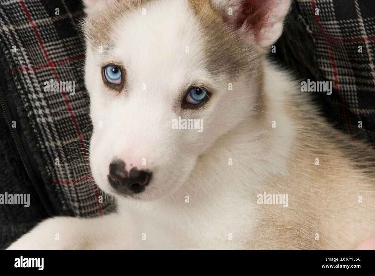 Un Tres Jeune Chiot Husky Avec Des Yeux Bleus Percants Regarde La Camera Photo Stock Alamy