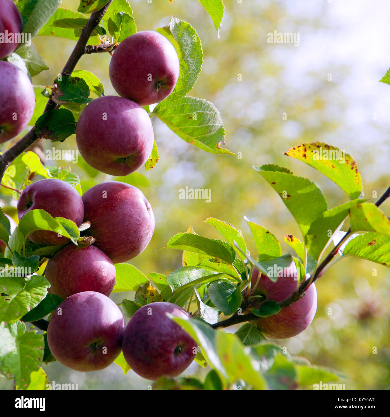 Pommes rouges mûres prêtes à être cueillies dans le verger Banque D'Images