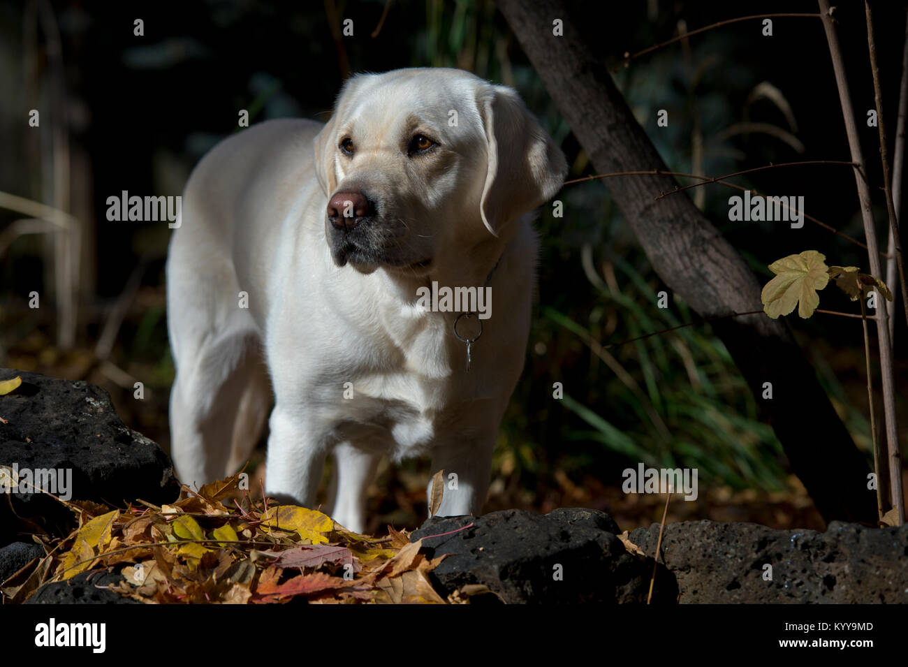Labrador Retriever jaune Banque D'Images