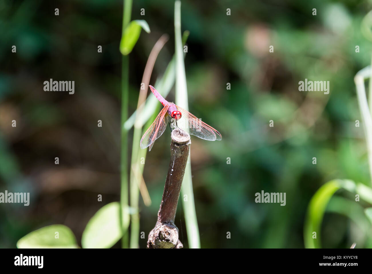 Dans Betiha Majrasa - La Réserve Naturelle, Israël Banque D'Images