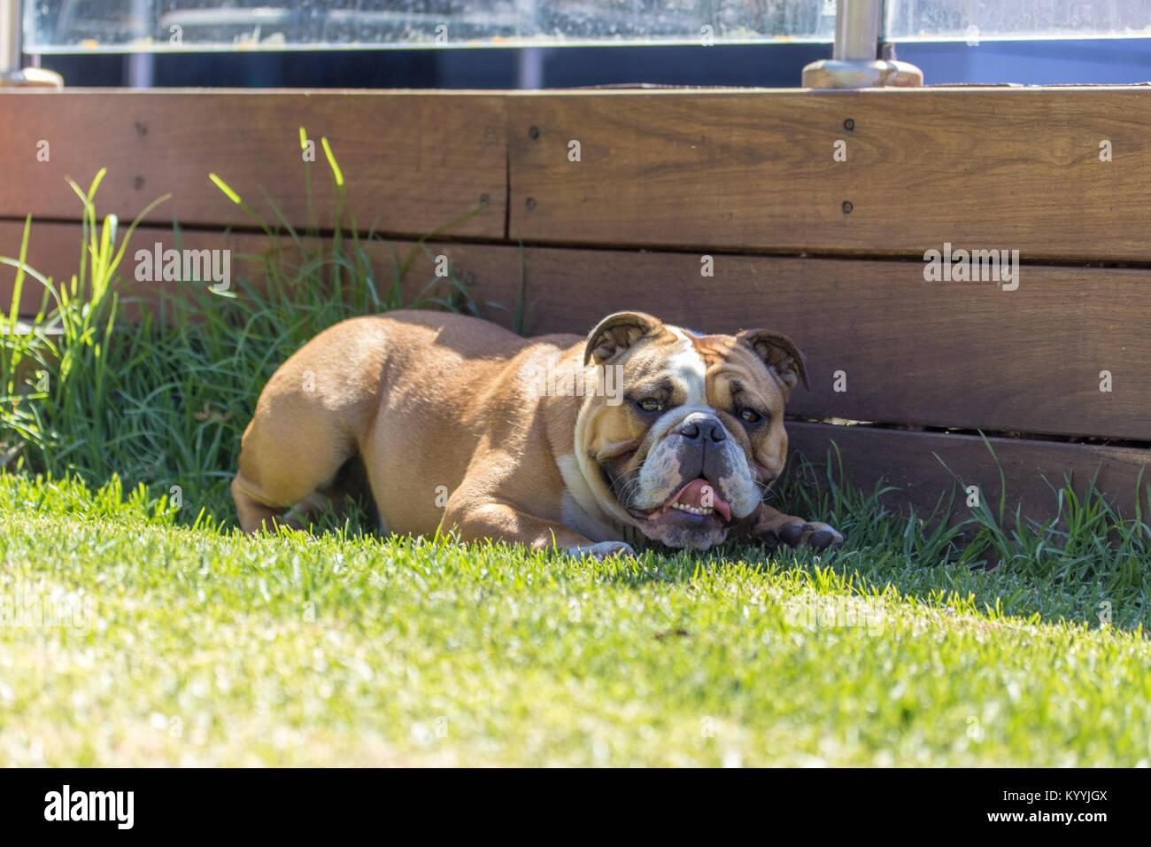 Bulldog anglais fixant à l'ombre Photo Stock - Alamy