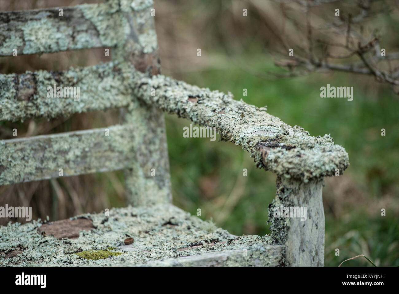 Lichen sur chaise de jardin Banque D'Images