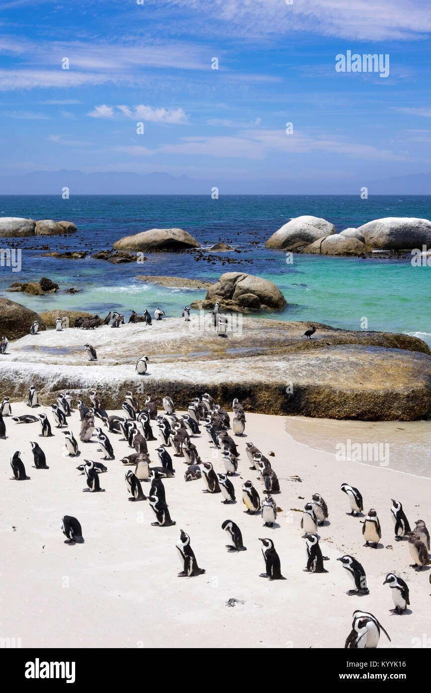 La colonie de pingouins, la plage de Boulders, Province du Cap, Afrique du Sud Banque D'Images