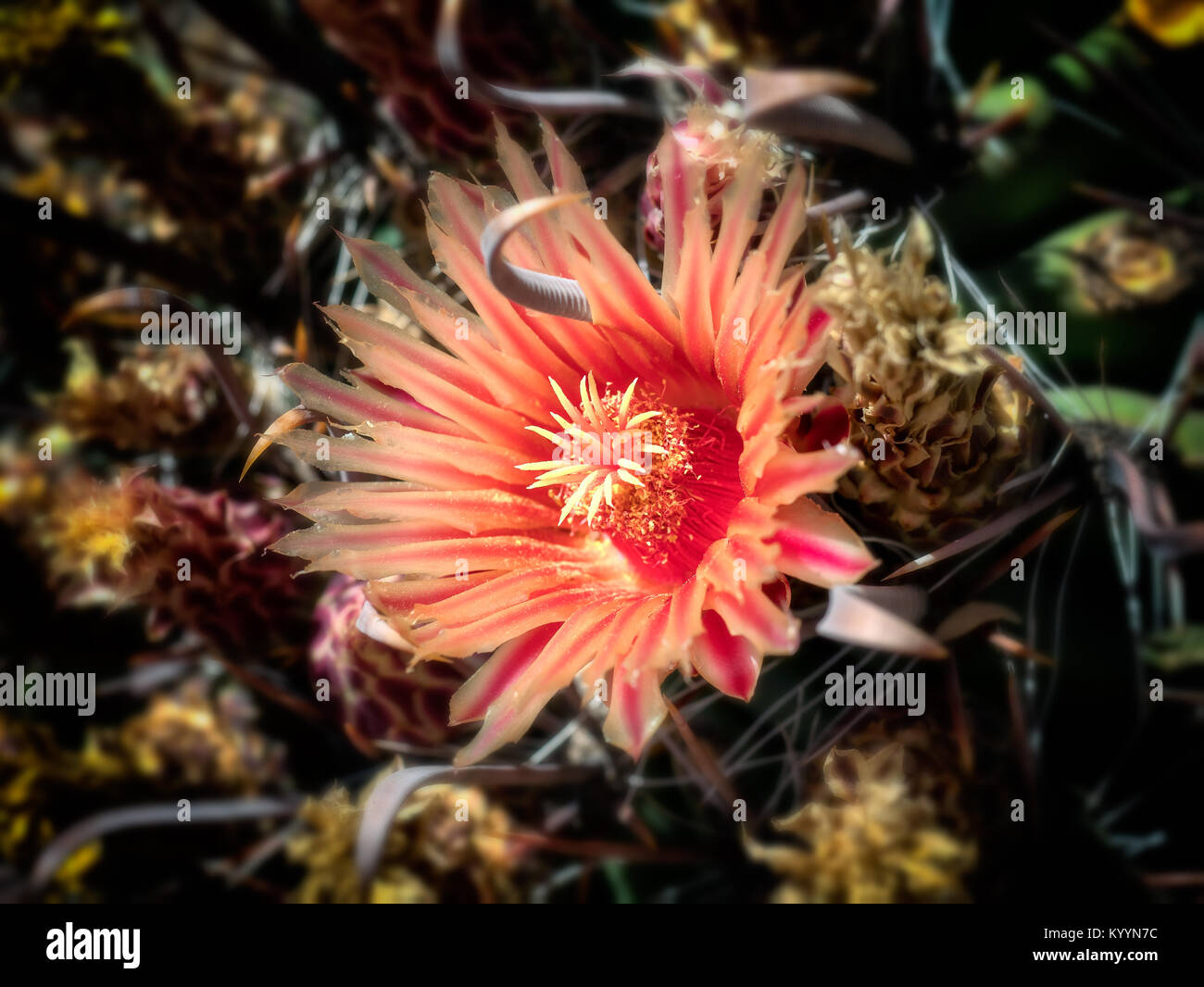 Ferocactus cactaceae avec les fleurs rouges Banque D'Images