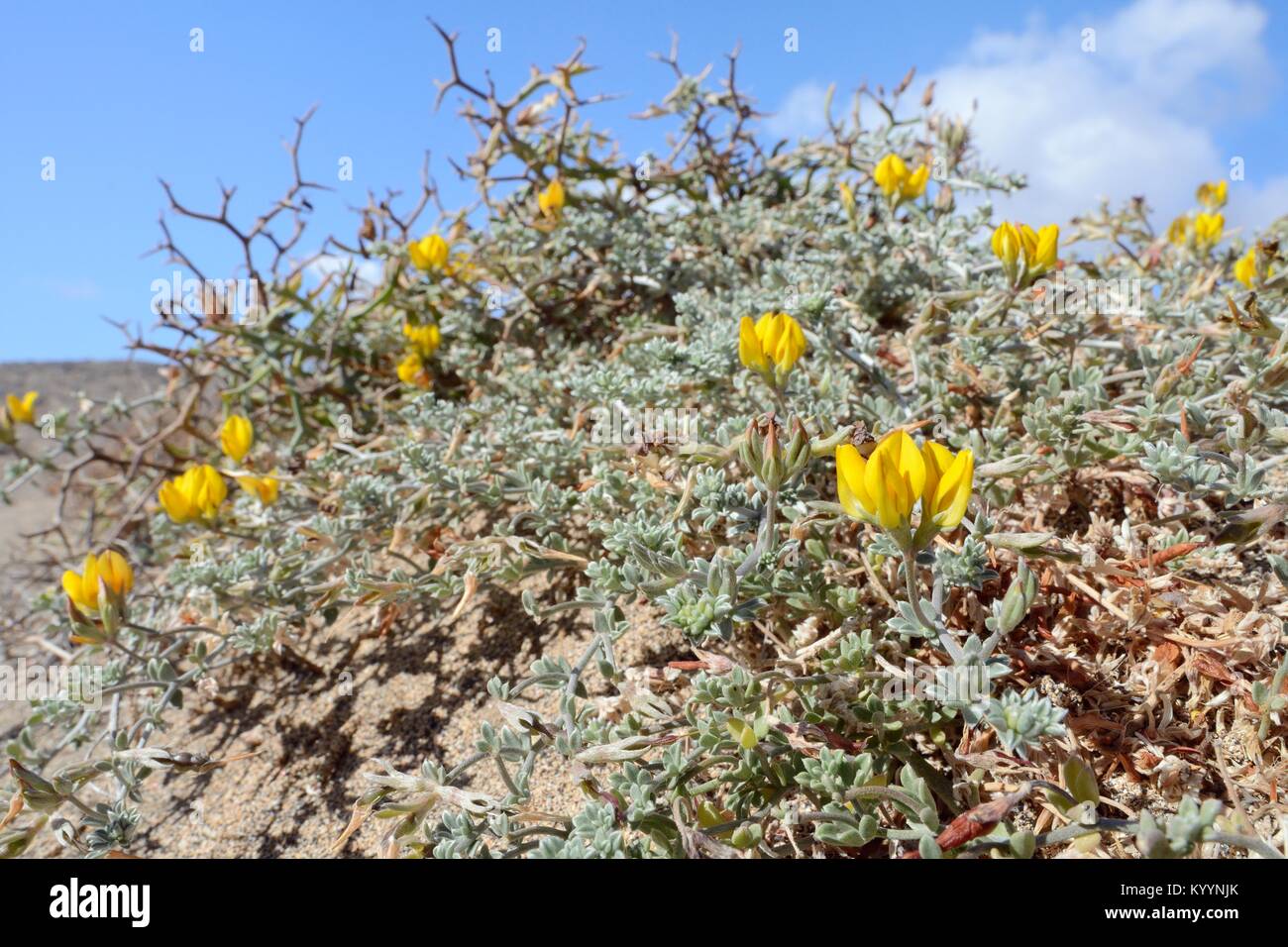 Lanzarote de lotier corniculé / Hierbamuda lancerottensis (Lotus) floraison sur dunes de sable sur promontoire côtier, Bahia de La Pared, Fuerteventura. Banque D'Images