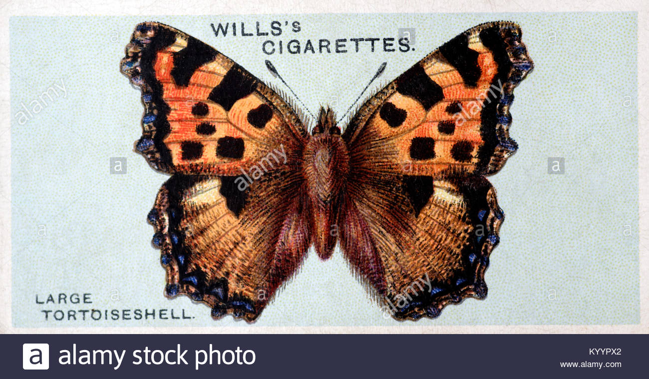 Grand papillon Tortoiseshell, illustration vintage de 1927 Banque D'Images