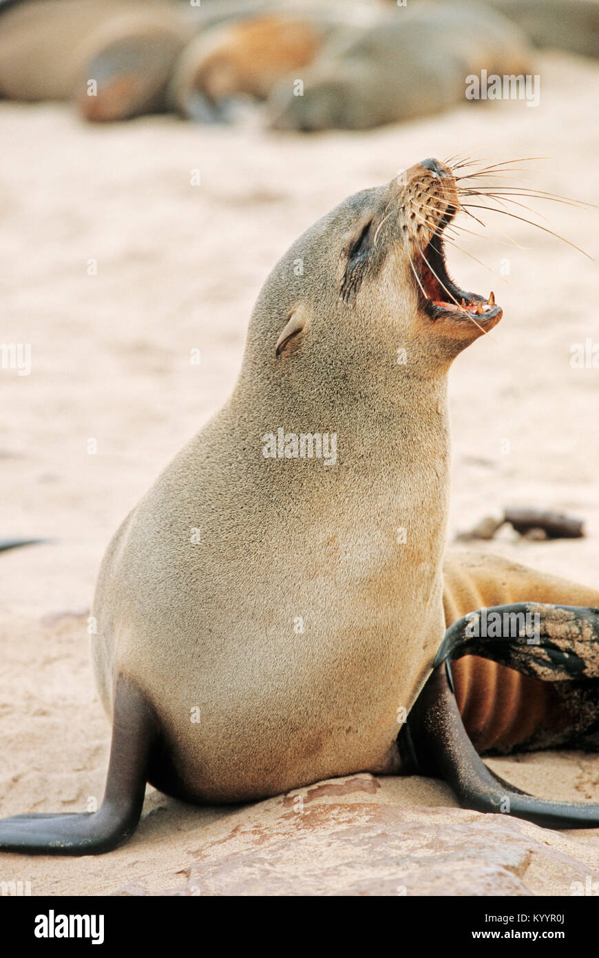 Le phoque à fourrure d'Afrique du Sud, Cape Cross, Namibia / (Arctocephalus pusillus pusillus) Suedafrikanischer Seebaer Kreuzkap, |, Namibie Banque D'Images