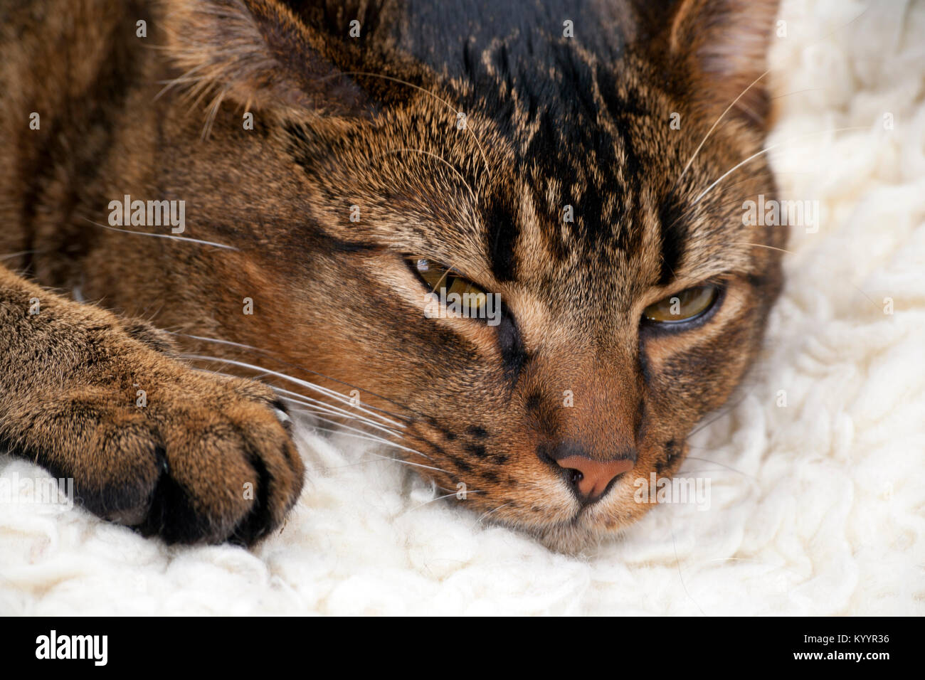 Aux grands yeux espiègles Cute partie jeune mâle Abyssin chat posant Banque D'Images