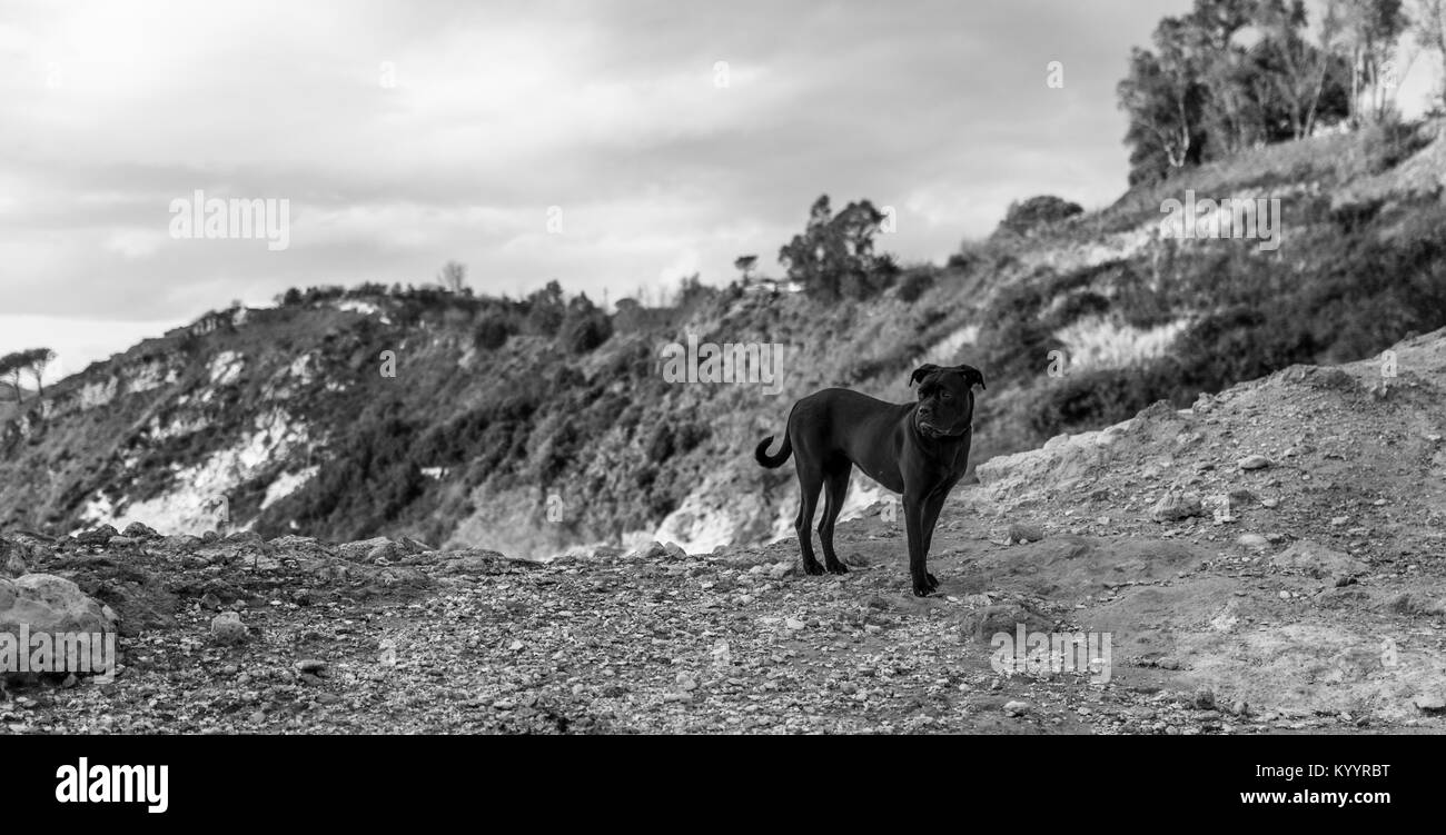 Chien Noir à Naples' Volcan Solfatara Banque D'Images