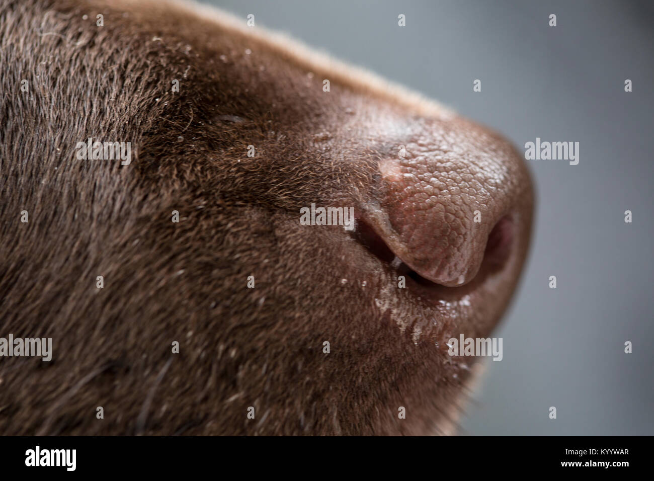 Close up d'un Labrador retriever chocolat au nez. Banque D'Images