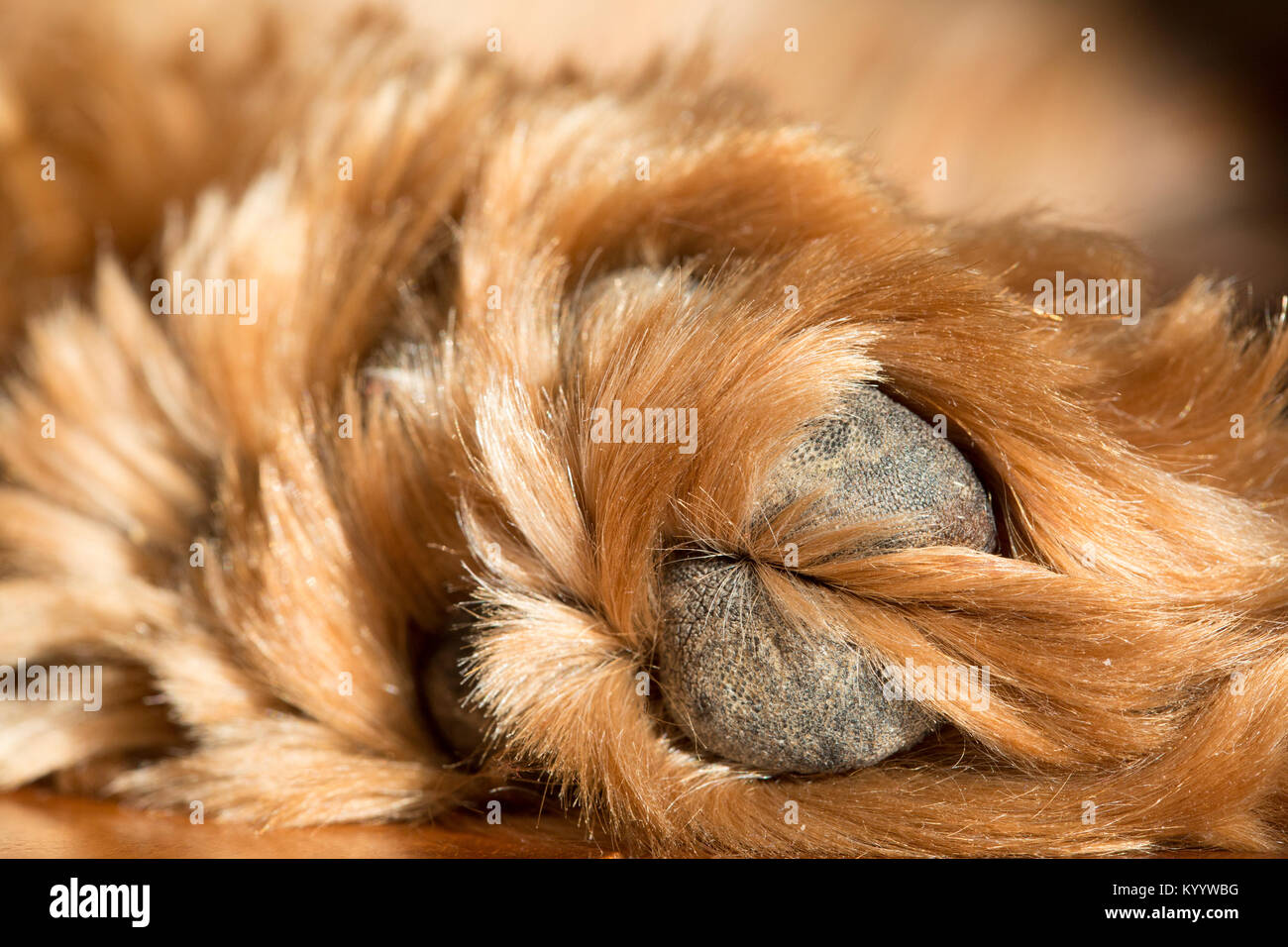 Libre de la Australian Labradoodle chiens paw. Banque D'Images