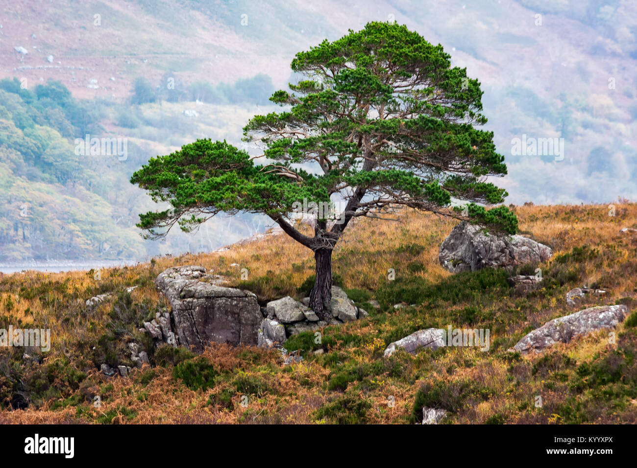 Le pin sylvestre à Loch Maree, Wester Ross, Scotland Banque D'Images