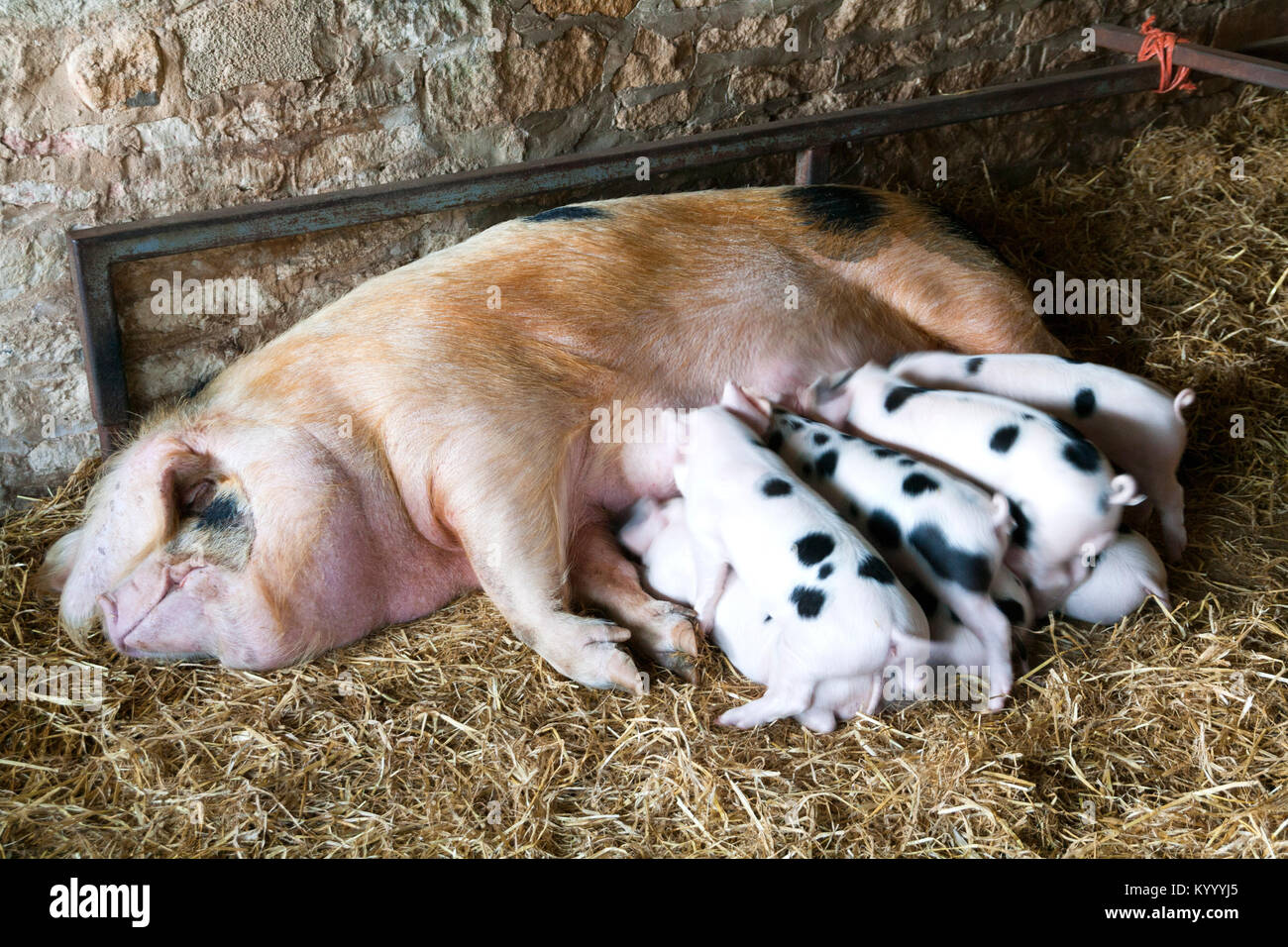 Un vieux Gloucester Place sow et ses jeunes porcelets alimentation dans un hangar Banque D'Images