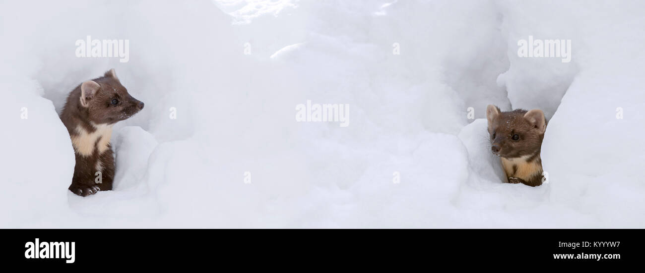 Deux pin ludique martens (Martes martes) regarder à travers les lacunes dans la neige en hiver. Banque D'Images