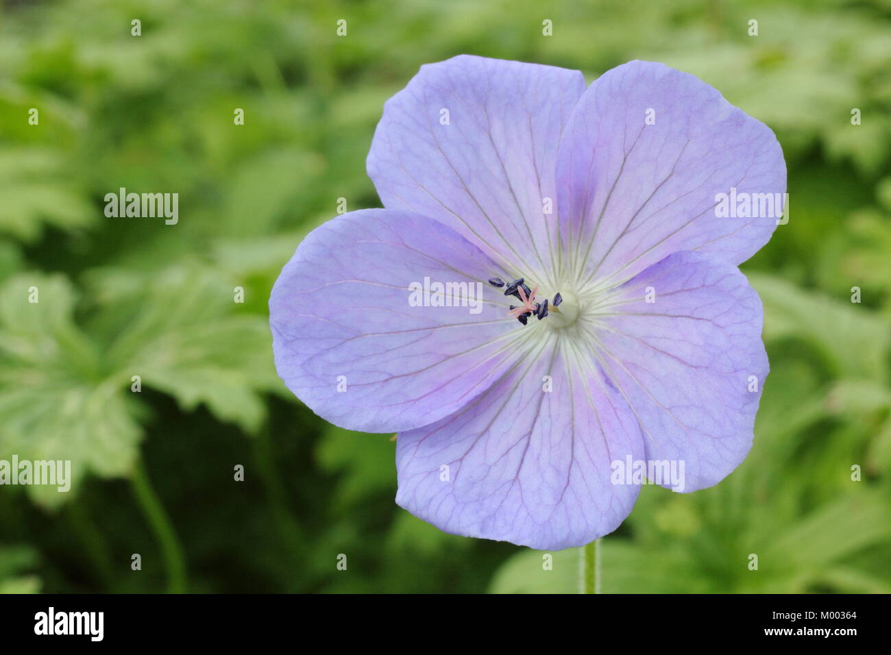 Geranium himalayense 'Irish Blue', en fleurs dans un jardin à la fin de l'été à la frontière, England, UK Banque D'Images