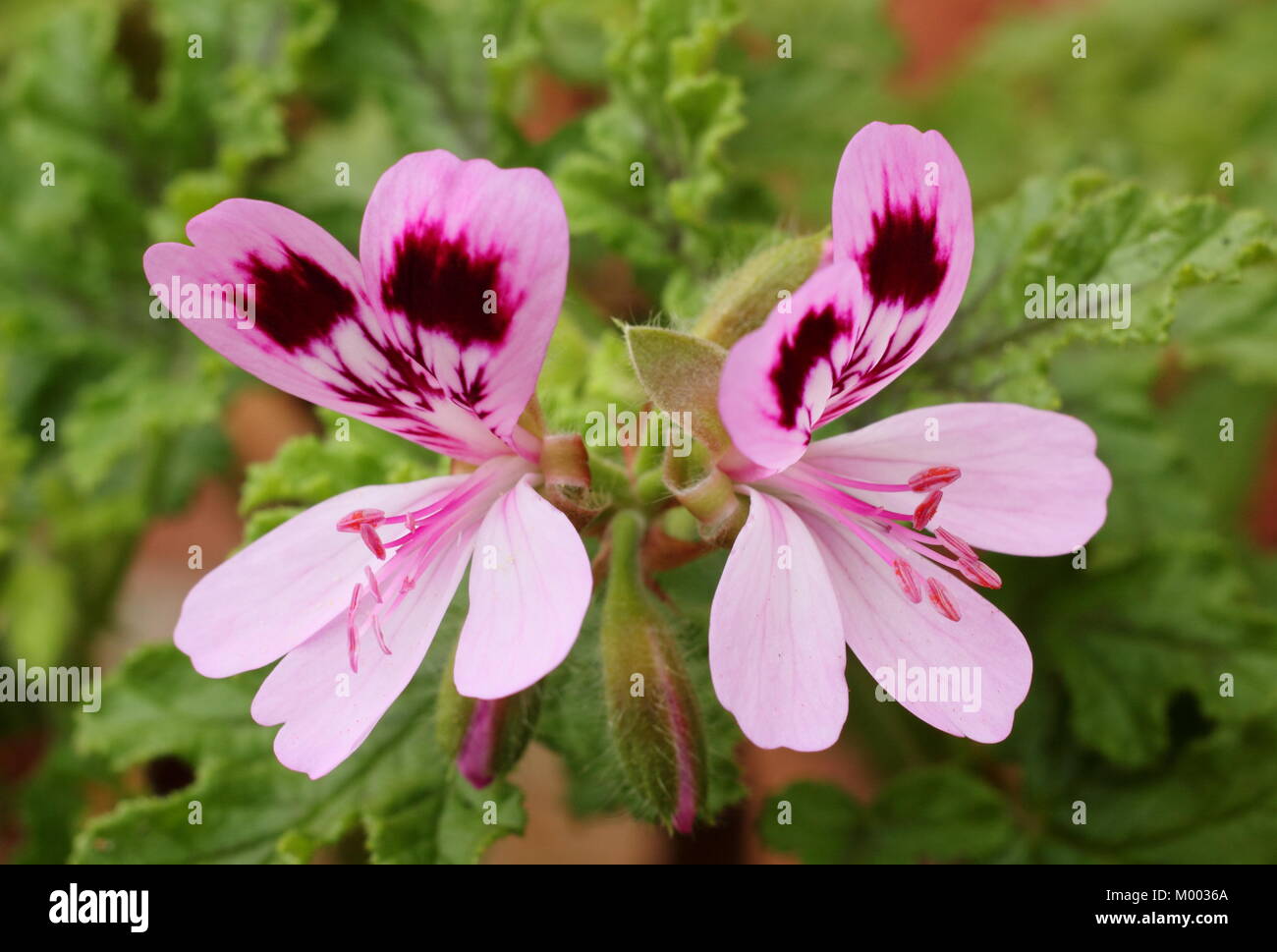 Pelargonium Quercifolium '', également appelé Oakleaf geranium, fleur dans un jardin à la fin de l'été, England, UK Banque D'Images