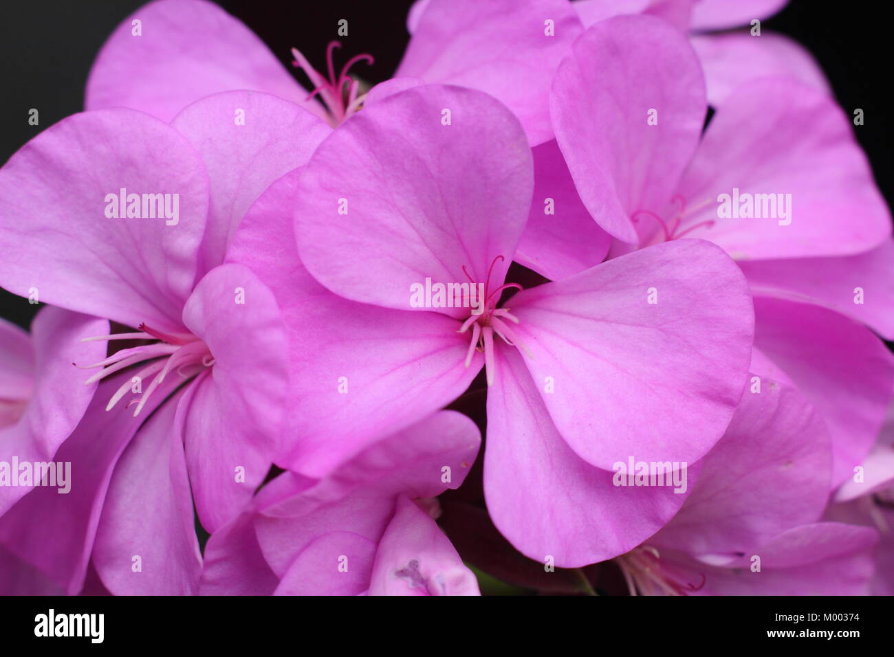 Pelargoium «Fairlee' en fleur dans un jardin à la fin de l'été à la frontière, England, UK Banque D'Images