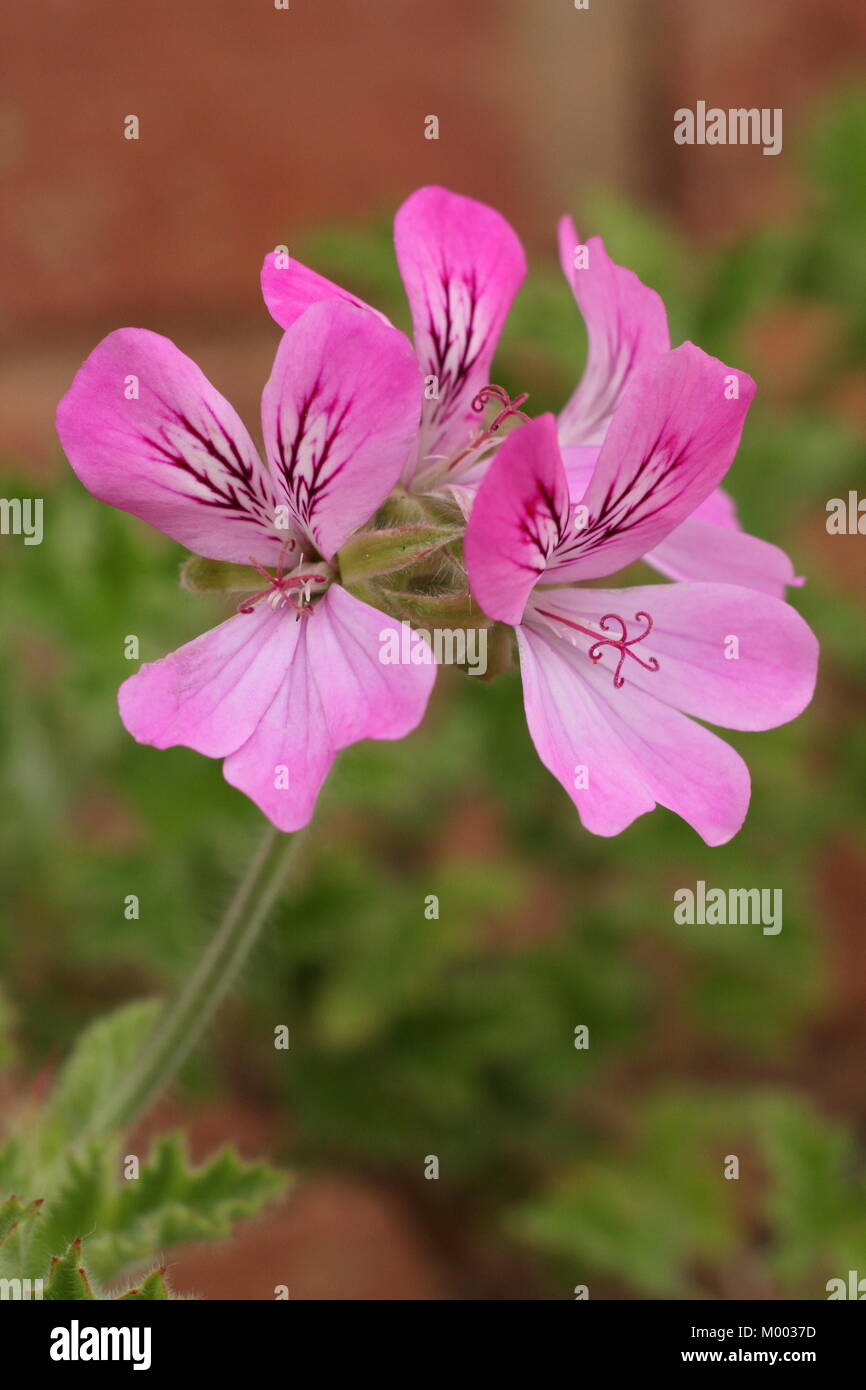 Pelargonium Capitatum 'Pink' , également appelé Capricorne rose à fleurs, dans un jardin à la fin de l'été à la frontière, England, UK Banque D'Images