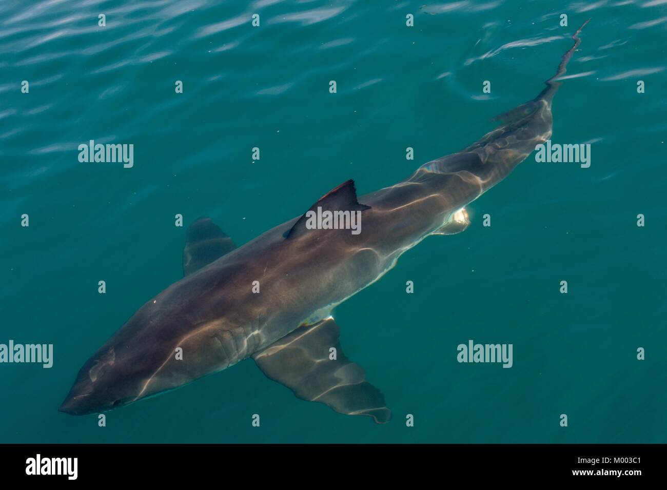 Grand requin blanc (Carcharodon carcharias) dans l'eau.océan Pacifique près de la côte de l'Afrique du Sud Banque D'Images