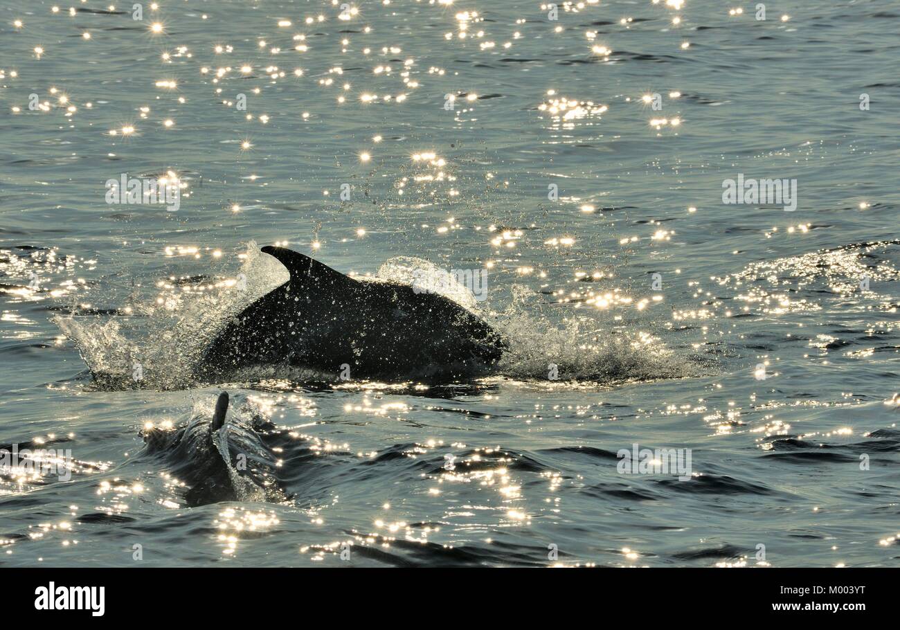 Dolphin, nager dans l'océan et la chasse aux poissons. Le Dolphin jumping revient de l'eau. Le dauphin commun à long bec (nom scientifique : Delphi Banque D'Images