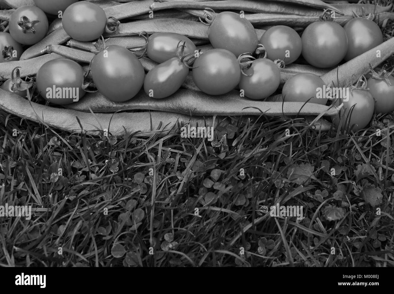 Rang de tomates sur les haricots d'Espagne sur l'herbe luxuriante avec copie espace - traitement monochrome Banque D'Images