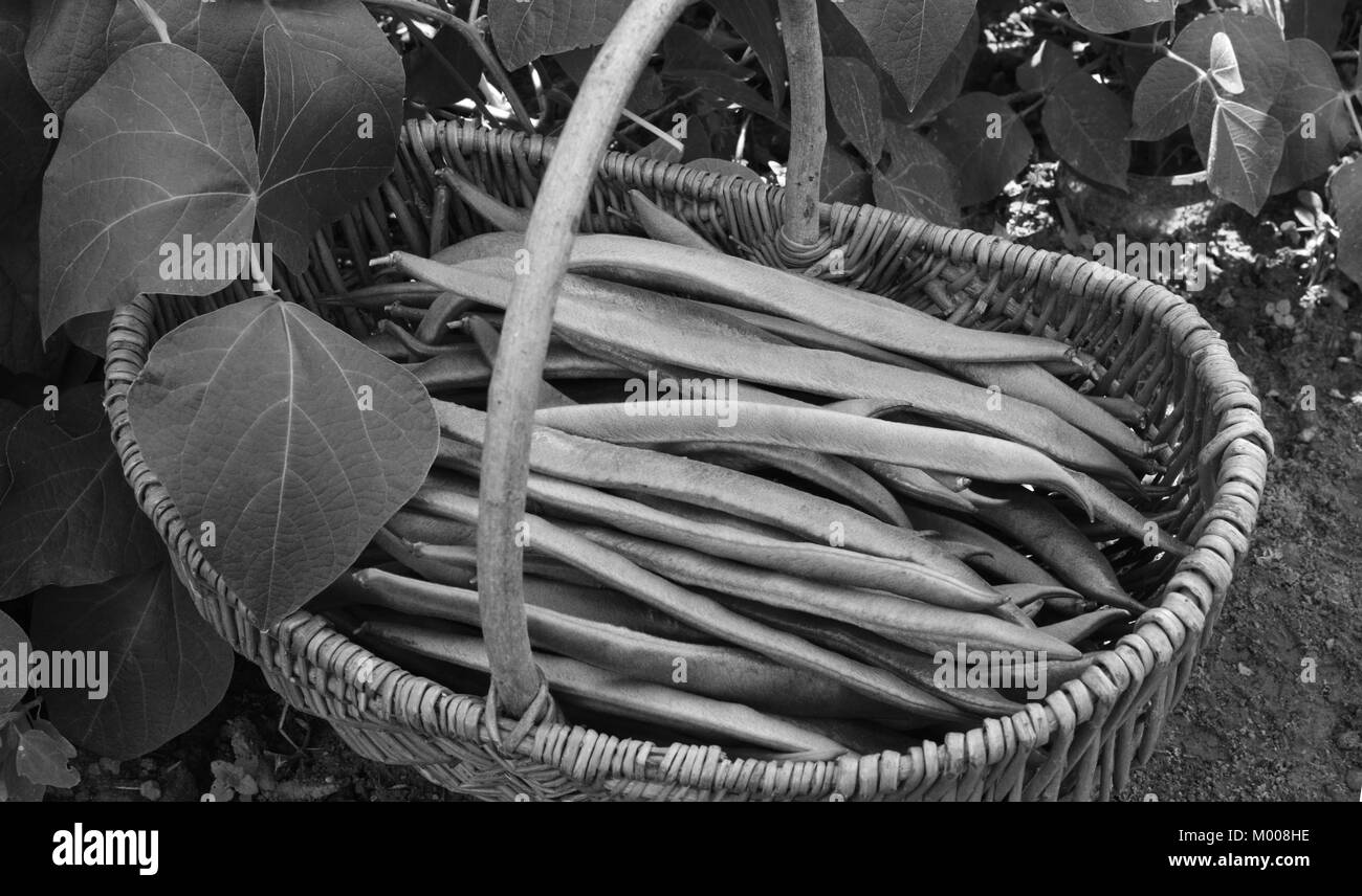 Panier en osier rempli de haricots fraîchement cueillis, à côté de feuilles de vigne - traitement monochrome bean Banque D'Images