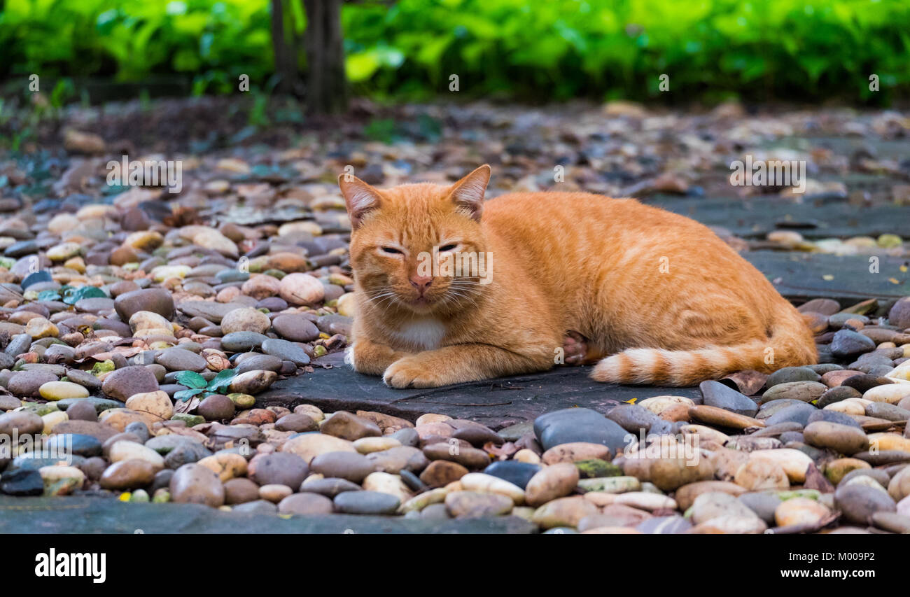 Un brown thai cat s'allonger et dormir sur le sol de gravier dans la zone de jardin, selective focus. Banque D'Images