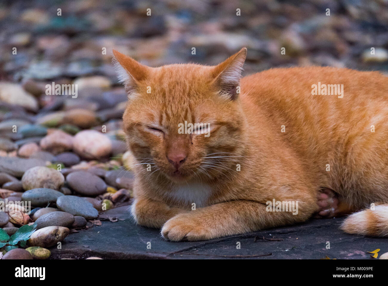 Un brown thai cat s'allonger et dormir sur le sol de gravier dans la zone de jardin, selective focus. Banque D'Images