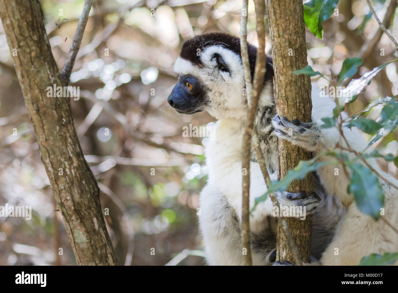 Le Verreaux Sifaka (danse) Banque D'Images