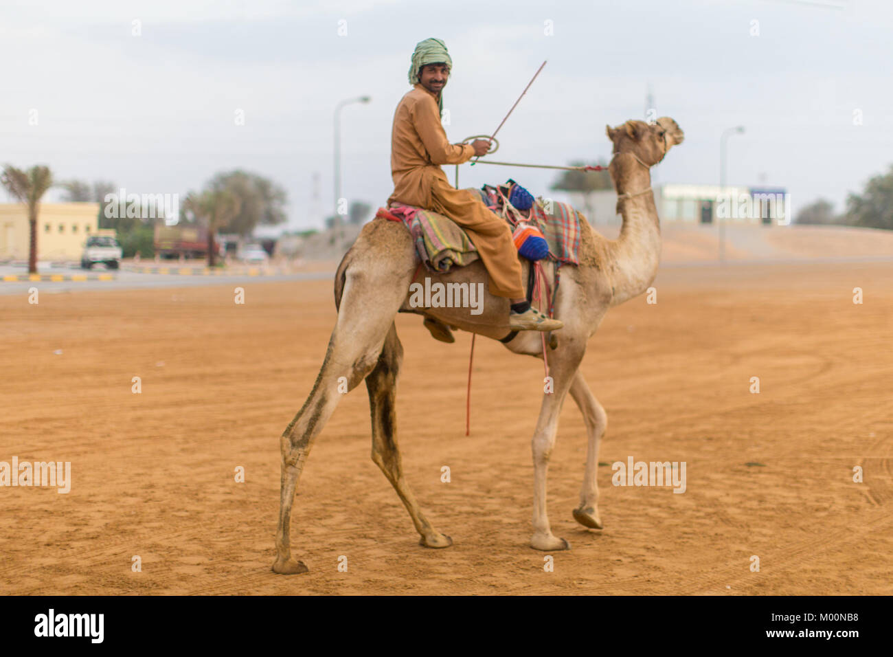 Ras Al Khaimah, Ras Al Khaimah, Émirats arabes unis. 13 Jan, 2017. Jockey de chameau est équitation son chameau retour à la zone d'attente après un exercice.Les courses de chameaux sont tenues à divers champs de courses de chameaux pendant les mois d'hiver le vendredi matin. Les jockeys sont normalement les manutentionnaires de chameau de la ferme des chameaux sont de. Crédit : Mike Hook/SOPA/ZUMA/Alamy Fil Live News Banque D'Images