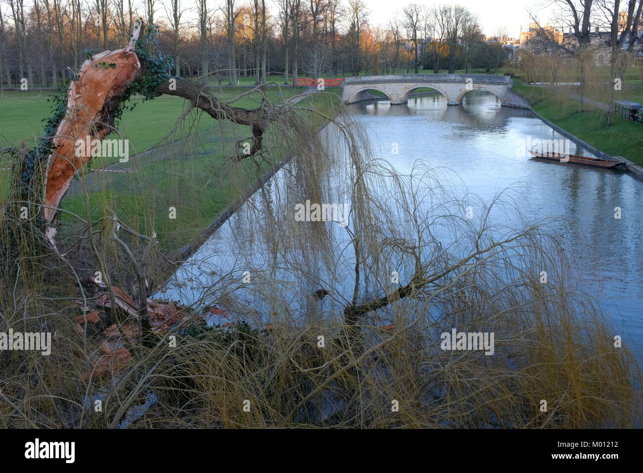Cambridge, UK. 18 janvier, 2018. Un saule vu de Garret Hostel Pont a split et tombé dans la rivière Cam en raison de Fionn tempête. ) CamNews/Alamy Live News Banque D'Images