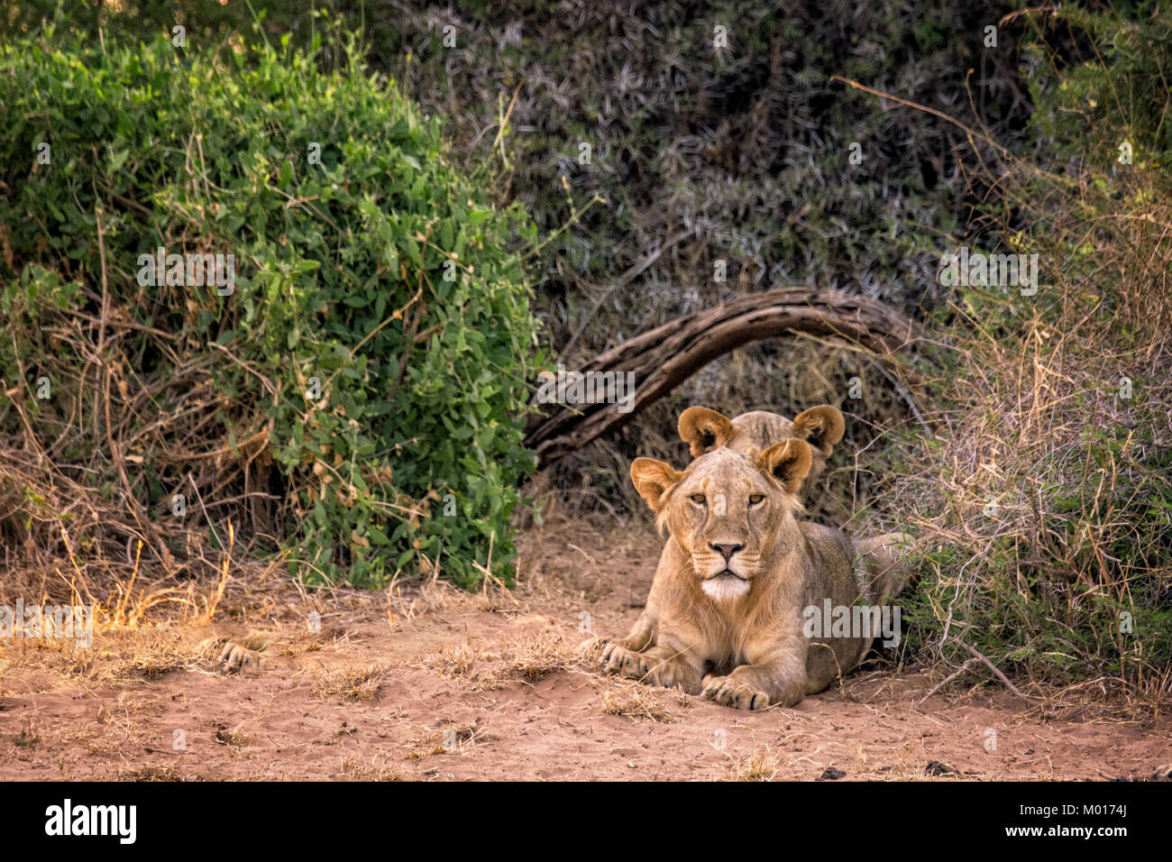 Deux jeunes lions sauvages Samburu, Panthera leo, avec la plus petite typique manes à Samburu, Buffalo Springs National Reserve, Kenya Banque D'Images