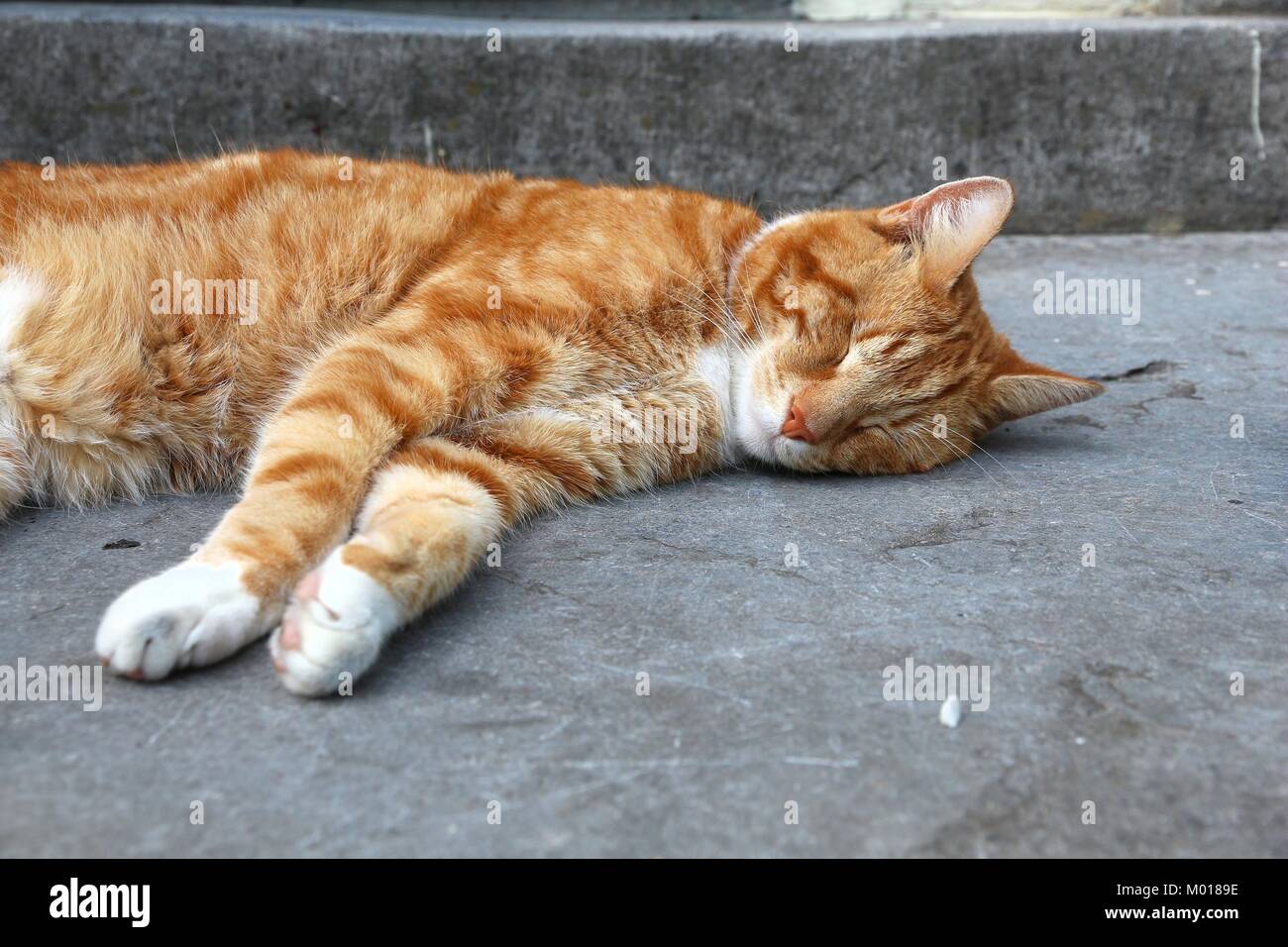 Gingembre couchage chat blanc à Amsterdam, Pays-Bas Photo Stock - Alamy