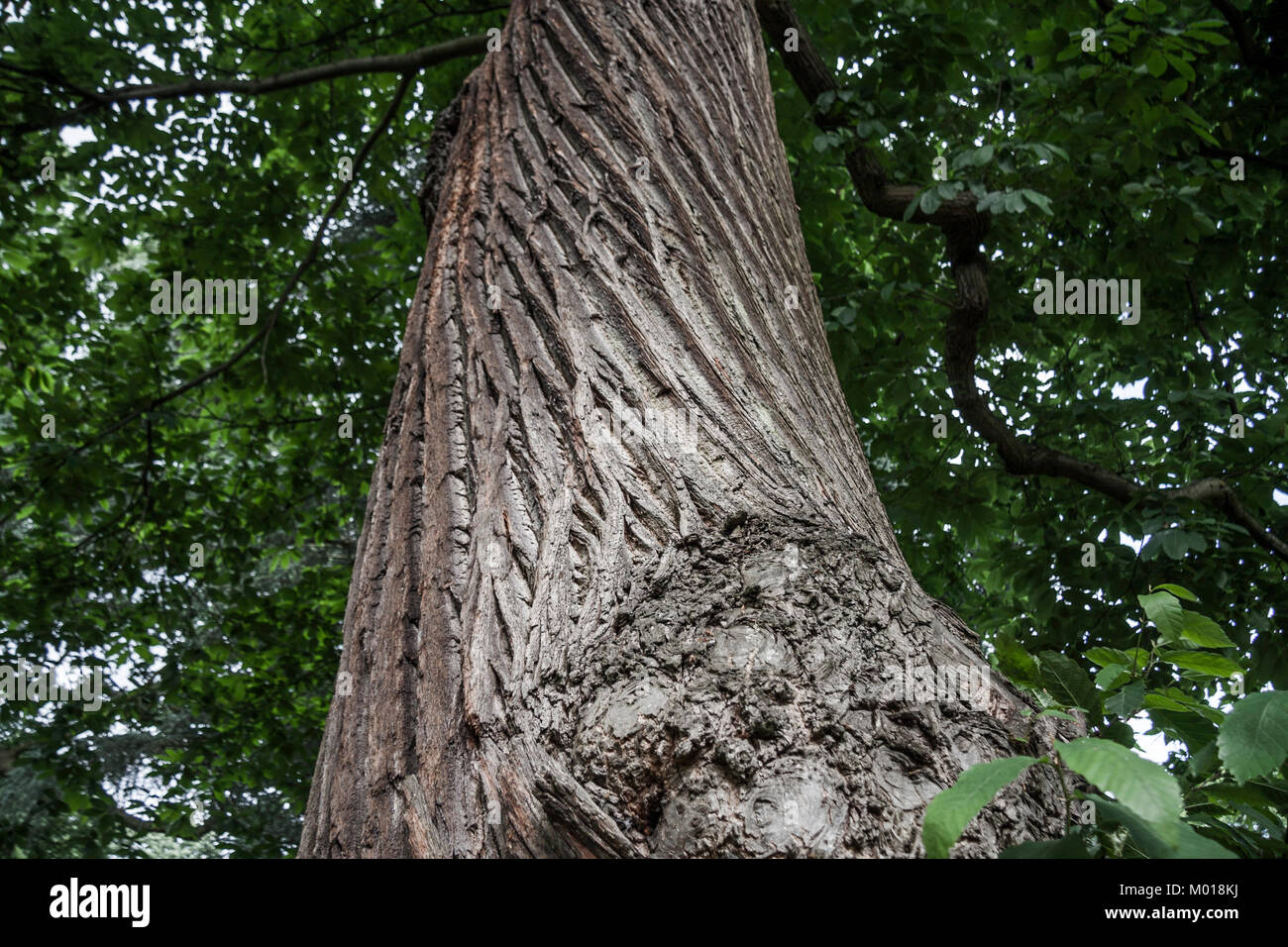 Près d'un tronc d'arbre noueux à Kew Gardens, Londres, Angleterre, Royaume-Uni Banque D'Images