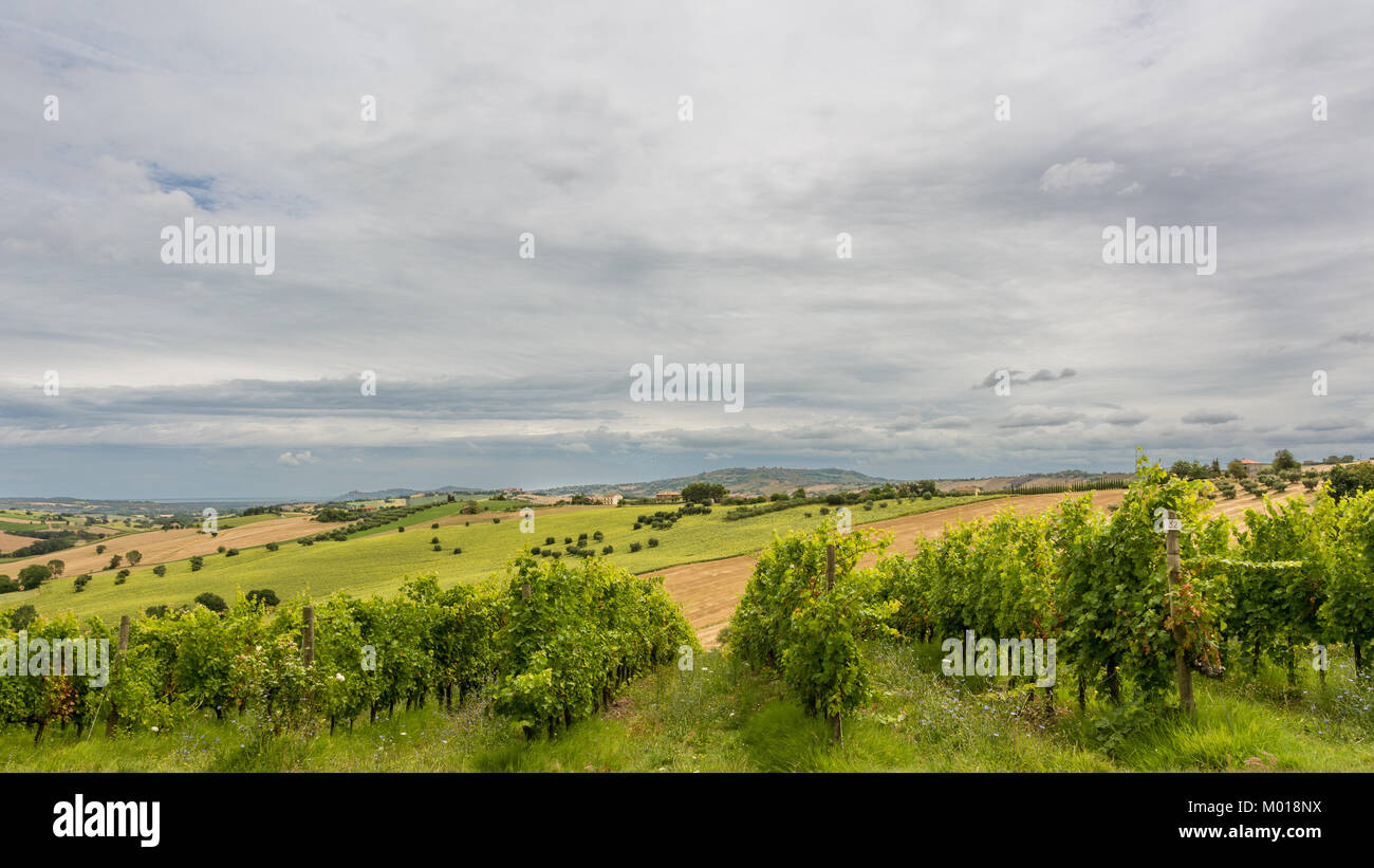 Paysage d'été en milieu rural avec des champs de tournesols et champs d'oliviers près de Porto Recanati dans la région des Marches, Italie Banque D'Images