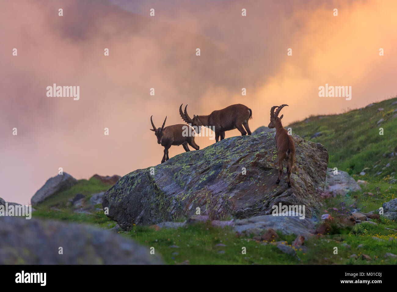 Bouquetin des Alpes (Capra ibex) dans le Mont-Blanc, France Banque D'Images