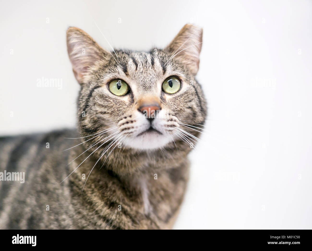 Un chat tabby brun qui a été eartipped pour l'identifier comme chats stérilisés et vaccinés Banque D'Images