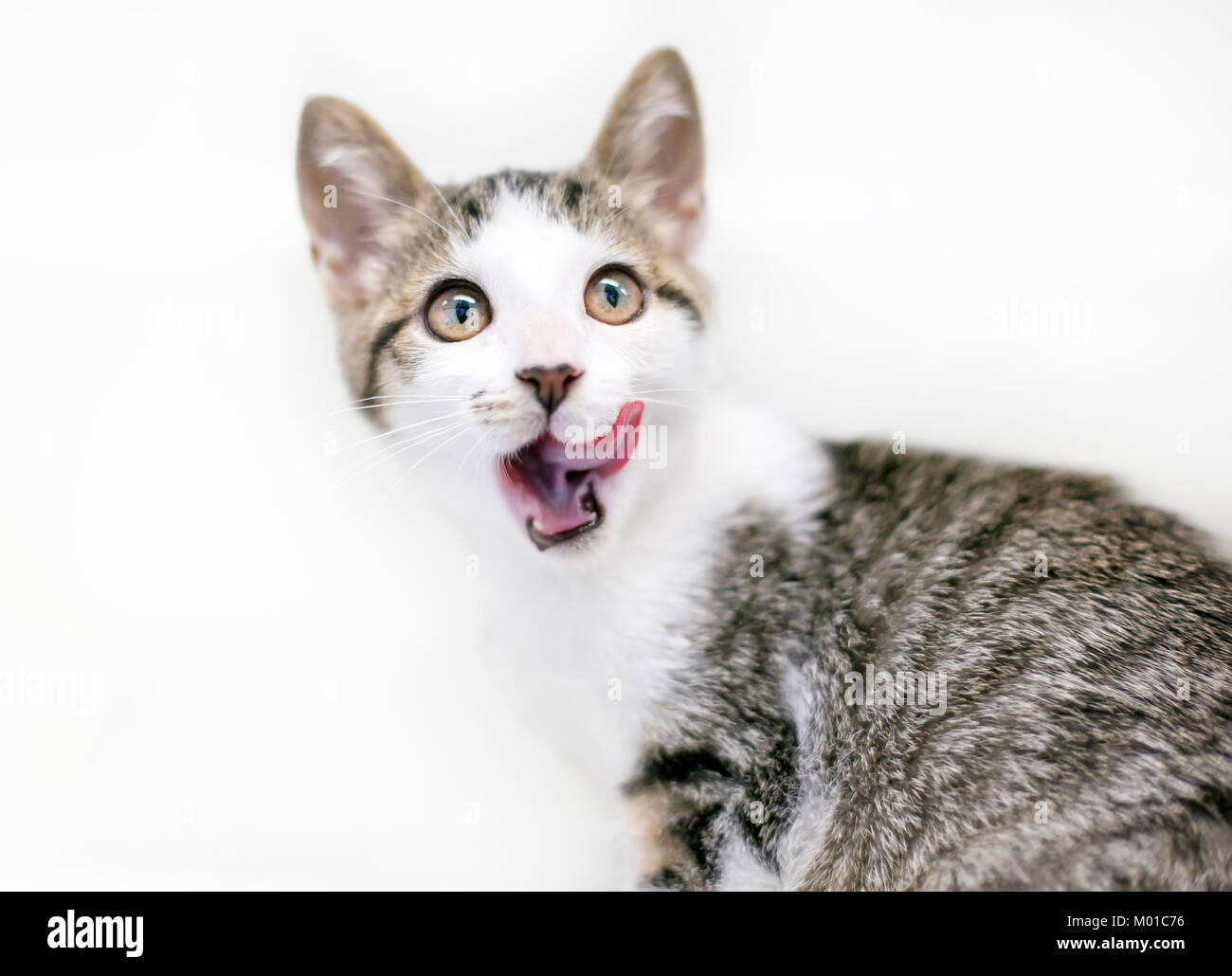 Un tabby et blanc shorthair domestique cat lécher ses lèvres Banque D'Images