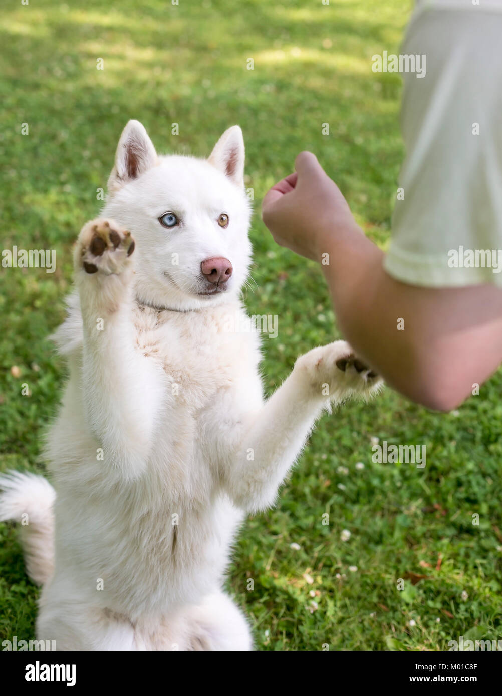Un chien Husky blanc effectuer un tour sur cue avec son formateur Banque D'Images