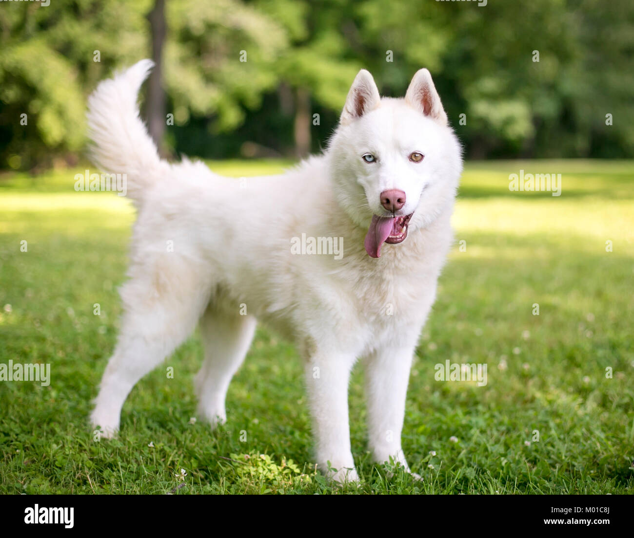 Portrait D Un Chien Husky Blanc Photo Stock Alamy
