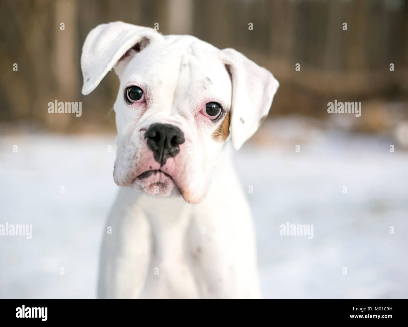 Portrait d'un chiot Boxer blanc à l'extérieur dans la neige Photo Stock -  Alamy