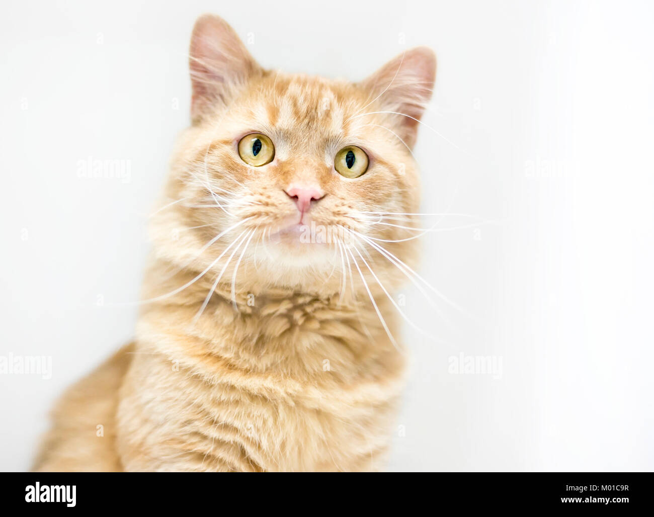 Une orange tabby cat aux cheveux courts intérieurs avec des yeux jaunes perçants Banque D'Images