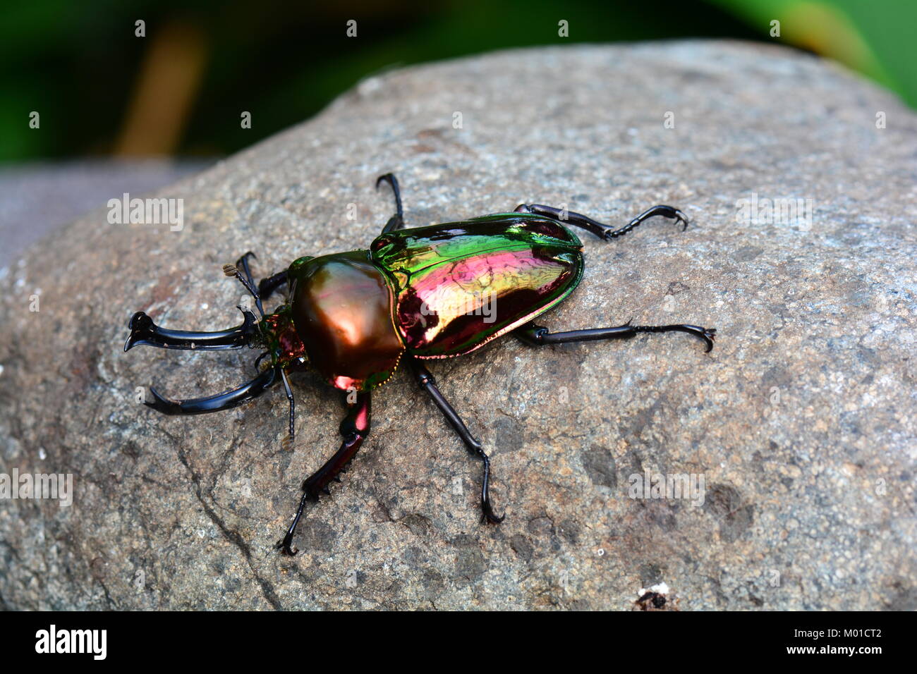 Un arc-en-ciel brillant stag beetle pose pour son portrait dans les jardins. Banque D'Images