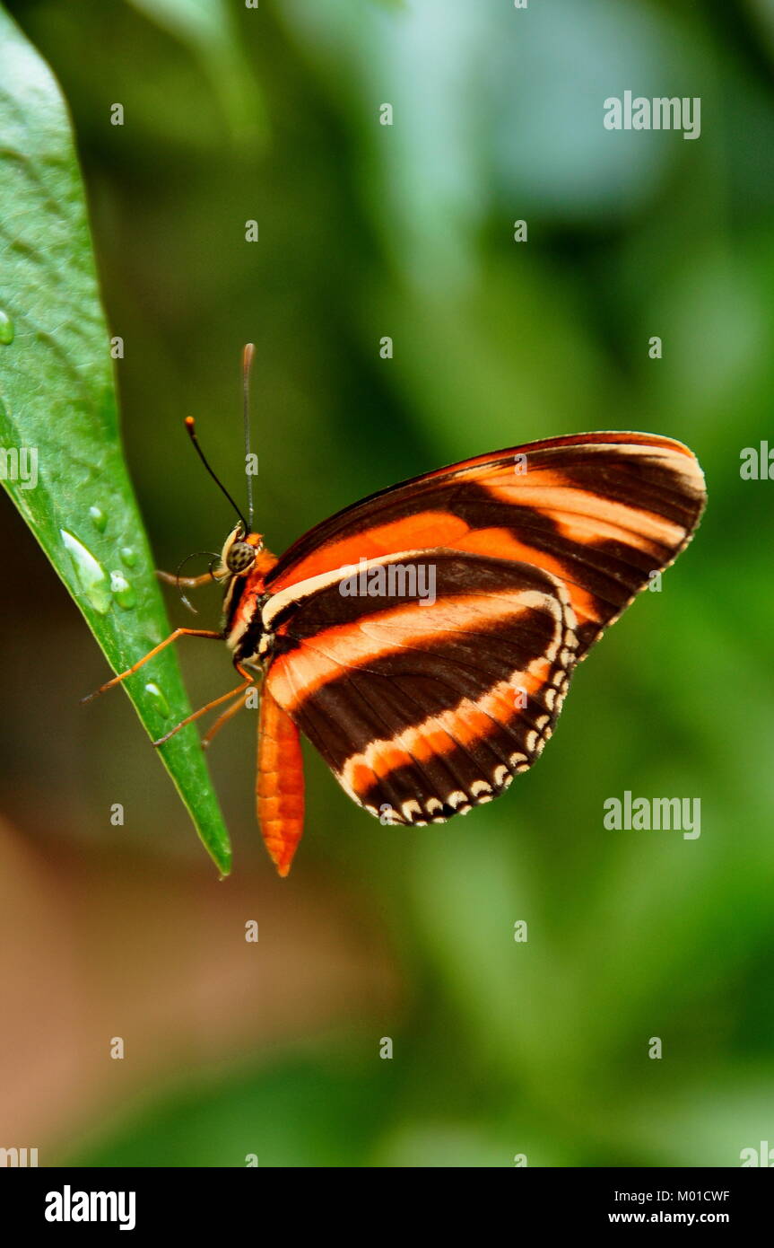 Un joli long Tiger aile de papillon dans les jardins pour une visite. Banque D'Images