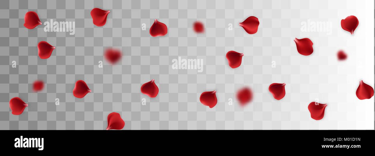 Pétale de Rose rouge fond transparent Illustration de Vecteur